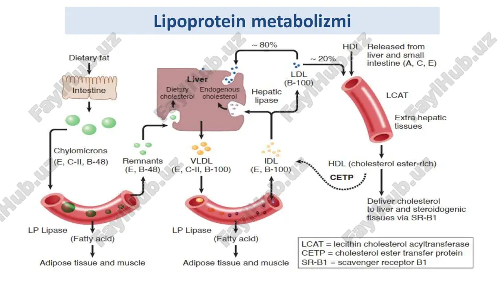 lipoprotein metabolizmi - Page 5