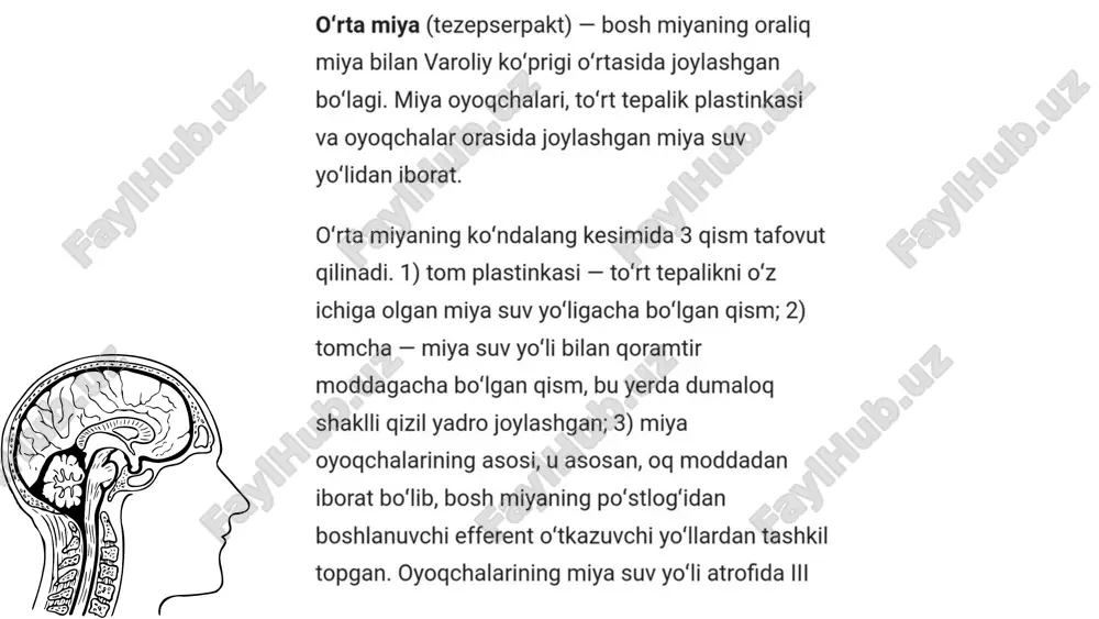 nerv sistemasi - Page 5