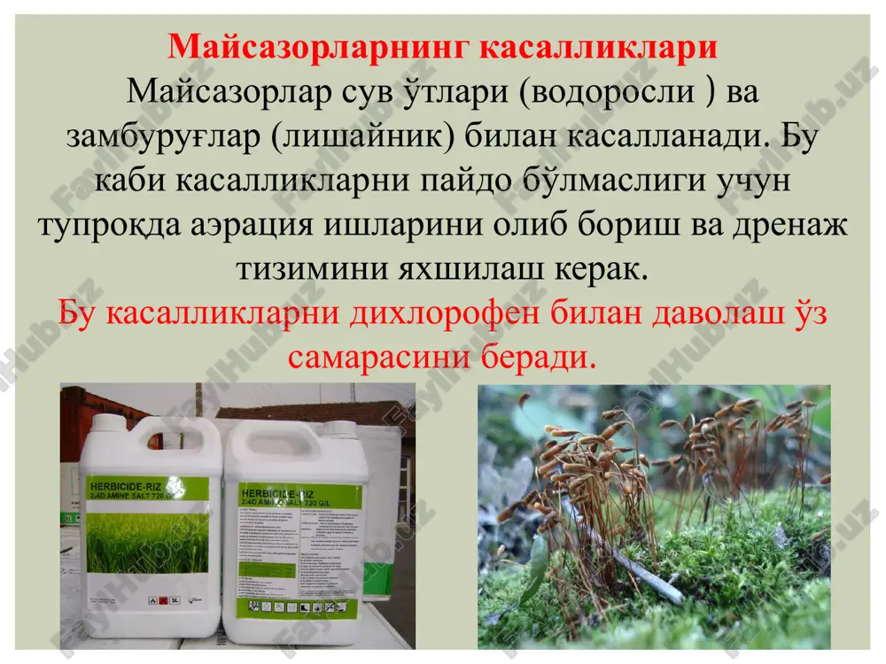 y-lecheniya-gazona.html http://samdizajner.ru/rasprostranyonnye-vrediteli-i-bolezni-gazona-na-dachnom-uchastke-sposoby-lecheniya-gazona.html http://samdizajner.ru/rasprostranyonnye-vrediteli-i-bolezni-gazona-na-dachnom-uchastke-sposoby-lecheniya-gazona.html http://samdizajner.ru/rasprostranyonnye-vrediteli-i-bolezni-gazona-na-dachnom-uchastke-sposoby-lecheniya-gazona.html http://samdizajner.ru/rasprostranyonnye-vrediteli-i-bolezni-gazona-na-dachnom-uchastke-sposoby-lecheniya-gazona.html http://samdizajner.ru/rasprostranyonnye-vrediteli-i-bolezni-gazona-na-dachnom-uchastke-sposoby-lecheniya-gazona.html http://samdizajner.ru/rasprostranyonnye-vrediteli-i-bolezni-gazona-na-dachnom-uchastke-sposoby-lecheniya-gazona.html http://samdizajner.ru/rasprostranyonnye-vrediteli-i-bolezni-gazona-na-dachnom-uchastke-sposoby-lecheniya-gazona.html 11-mavzu: maysazor xududlarda yaproq va nina bargli daraxtlarni joylashtirish. e'tiboringiz uchun raxmat