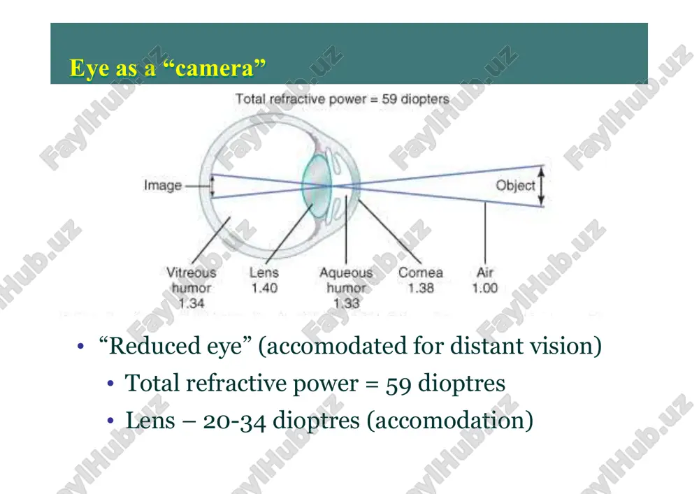 physiology of vision - Page 5