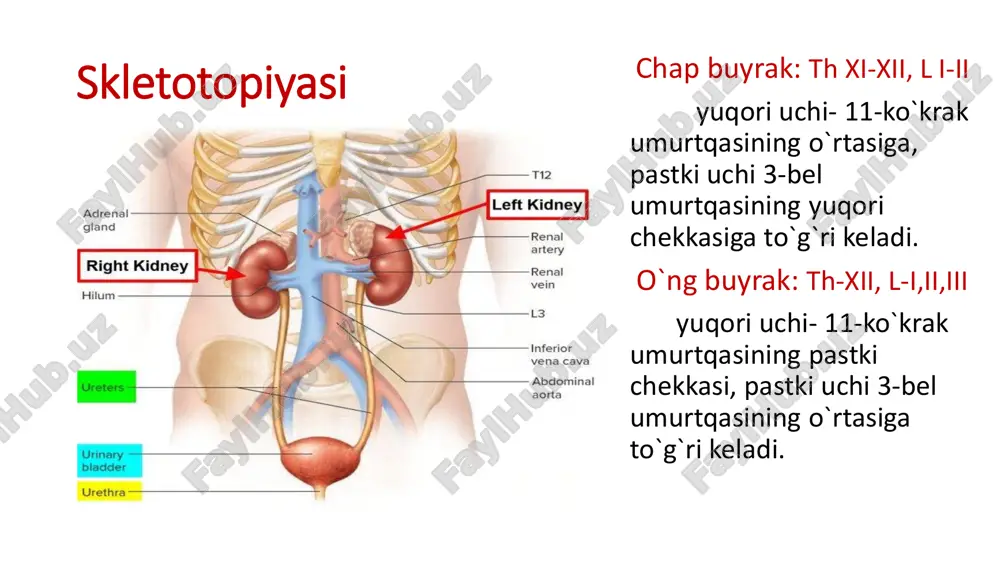 on tomirlar bilan chegaralangan  soni 600 ga yaqin bo’ladi v. mikroskopik tuzilishi:  buyrakning struktur-funksional birligi nefron - nephron hisoblanadi. nefron qismlari: 1.corpusculum renale (malpigi) - buyrak tanachasi quyidagi qismlardan iborat: a. glomerulus - anastomozlashgan kapillarlar to’ri i. vas afferens - glomerulusga kiruvchi arteriola, diametri kattaroq ii. vas efferens - glomerulusdan chiquvchi arteriola, diametri kichikroq iii. kiruvhchi arteriola diametri katta, chiquvchiniki esa kichik bo’lgani uchun bosim gradiyenti paydo bo’lib, birlamchi siydik filtratsiya qilinadi (150-200 l/sutka) b. capsula glomeruli (shumlyanskiy - boumen) - nefron kapsulasi i. parietal va visseral varaqlardan iborat, orasida bo’shliq bor ii.bo’shliq proksimal buyrak kanalchalariga davom etadi 1.tubulus renalis contortus proximalis - proksimal egri-bugri buyrak kanalchasi 2.ansa nephroni (genli) - genli qovuzlog’i quyidagi qismlardan iborat: a. pars descendens - tushuvchi qism, yo’g’on va ingichka qismlarni o’z ichiga oladi b.genu ansae nephroni - genli qovuzlog’i tizzasi (tepaga qayriladi) c.pars ascendens - ko’tariluvchi qism, , yo’g’on va ingichka qismlarni …