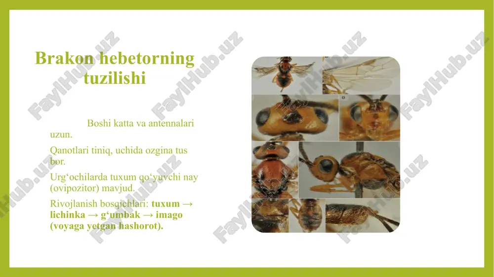 arali turlardan biridir . u zararkunandalarni tabiiy yo‘l bilan nazorat qilib , hosilni himoya qiladi . tabiatdagi bu jarayon inson faoliyatini soddalashtiradi va ekologik xavfsizlikni ta’minlaydi . shunday biologik vositalardan foydalanish nafaqat iqtisodiy foyda keltiradi , balki atrof-muhitni himoya qilish , tuproq va suv resurslarini saqlab qolishga ham xizmat qiladi . bracon hebetor — barqaror va ekologik toza qishloq xo‘jaligi tizimining ajralmas bo‘g‘inidir . e’tiboringiz uchun raxmat! shelknite, chtobi izmenit stili teksta obraztsa slayda vtoroy uroven tretiy uroven chetvertiy uroven pyatiy uroven oformlenie osnova 0 4227 wps presentation shirokoekranniy 75 12 1 0 0 false 已用的字体 9 主题 1 幻灯片标题 12 arial simsun wingdings corbel times new roman algerian microsoft yahei arial unicode ms calibri osnova endomafag hashorot — bracon hebetor (brakon arisi) reja: kirish bracon hebetor haqida umumiy ma’lumot endomafaglik xususiyati brakon hebetorning tuzilishi hayot sikli rivojlanishga ta’sir etuvchi omillar bracon hebetorning ekologik roli brakon hebetordan foydalanish brakon hebetorning …