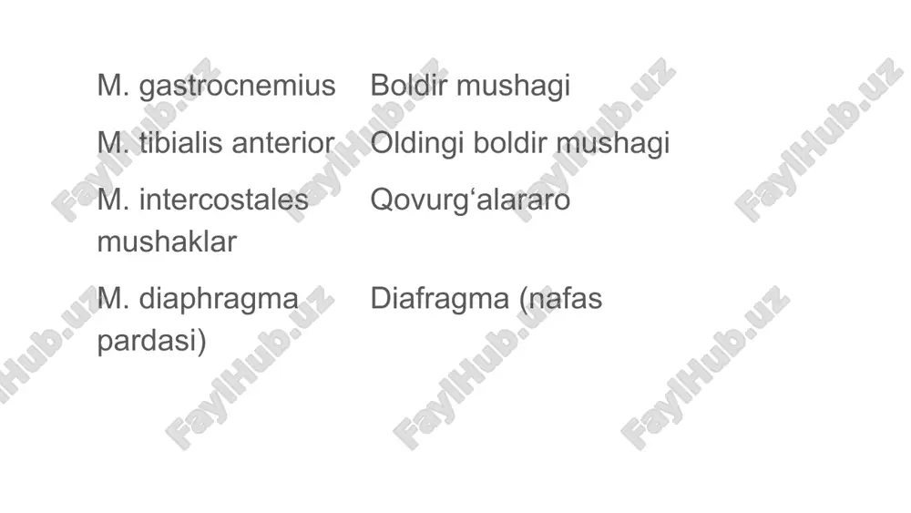 anatomik iboralar tarjimasi - Page 5
