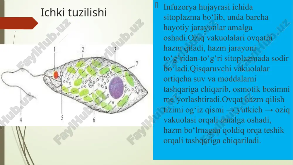 infuzoriyalar (infusoria, ciliophora) tipi - Page 5