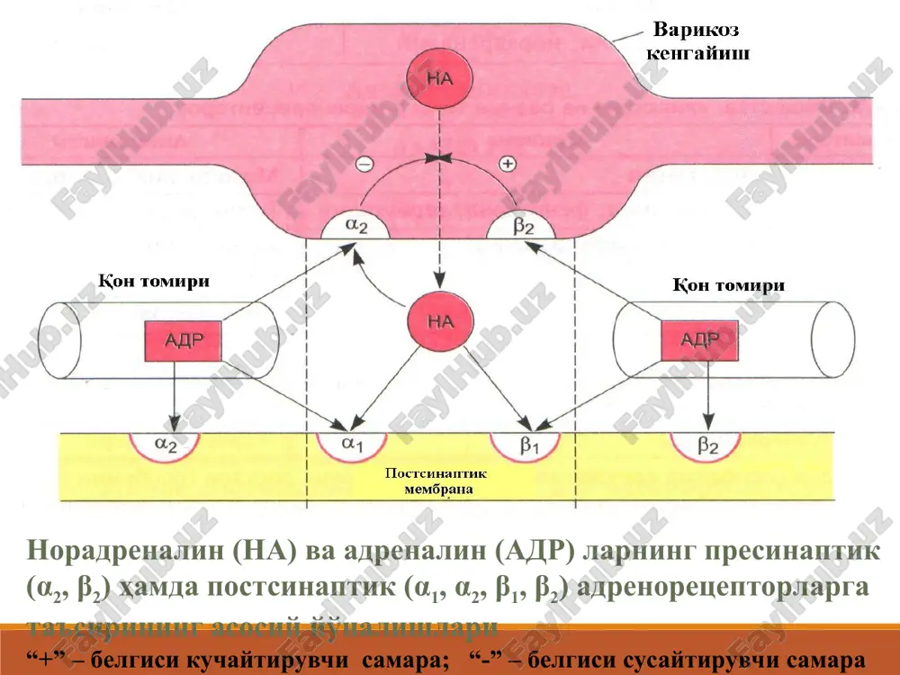 mor, aritmiya (kamdan-kam). salbutamol (g.0,002: 0,5%-fl. ingaliyatsiya). asosan β-2-adr ni . β-1 ga ta'sir etmaganligi uchun taxikardiya rivojlanadi. ichakdan yaxshi suriladi, ta'siri davomlirok. kullanilishi: bronxospazmlarda bachadon mushaklari tarangliligini susaytirish uchun. simpatomimetiklar efedrina gidroxlorid-bevosita adrenomimetik tabl. 0,025; amp. 5% -1 ml eritma; 3% -10 ml burun tomchisi. mnt o'tadi, yaxshi so'riladi na presinapsdan chiqishini na neyronal qayta so'rilishini adrenalin kabi :α1-adrenoretseptorlarni qt larni toraytiradi bronxlar silliq mushaklar tonusini qo'llanilishi bronxial astma (mnt ga ta'siri sabali xozir kam tavsiya etiladi). gipotoniyada. rinitda (maxalliy). oftalmologiyada ko'z qorachig'ini kengaytirishda (diagnostika) narkolepsiya (patologik tush kurishning buzilishi). teofedrin efedrina gidroxlorid, teofillin, kofein, paratsetamol, fenobarbital, krasavki ekstrakti, tsitizin. (bronxial astmada). solutan- fl. 50 ml. efedrina gidroxlorid, alkaloid (krasavka ildizi) balg'am ko'chiruvchi, bronxolitik dori sifatida bronxit va bronxial astmada