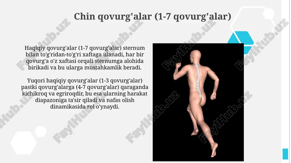 qovurg'alar qafasining anatomik tuzilishi - Page 5