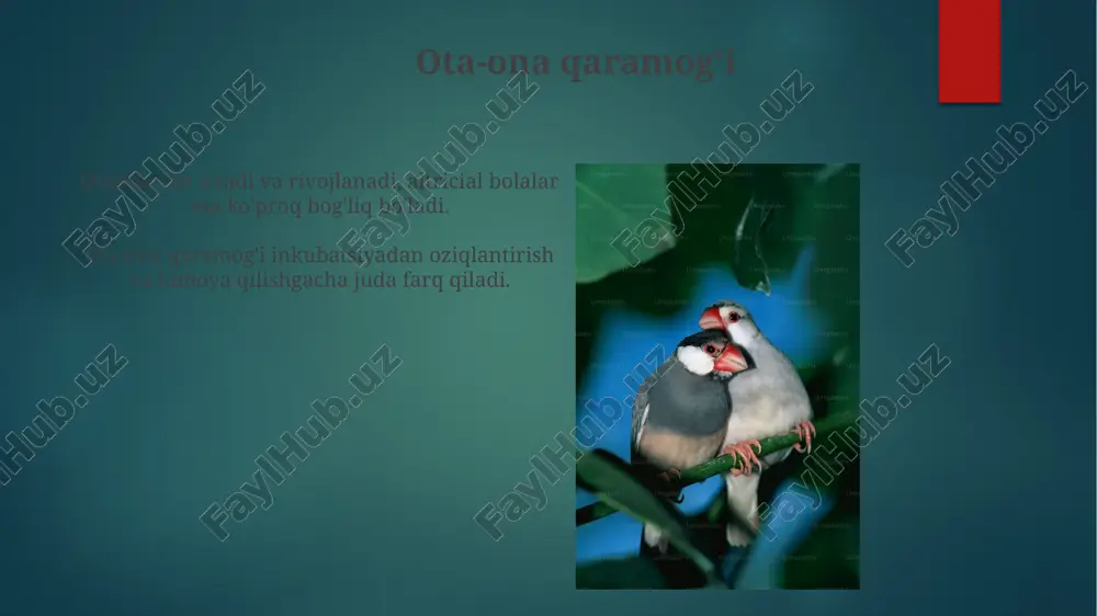 qushlarning individual rivojlanish xususiyatlari - Page 5