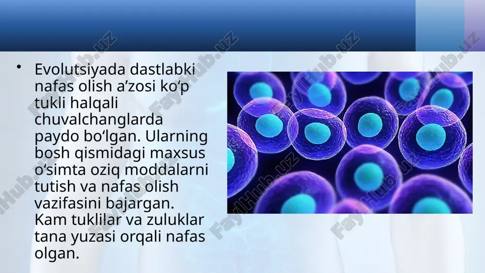 "hayvonlarning nafas olish organlari evolutsiyasi" dars ishlansi - Page 5