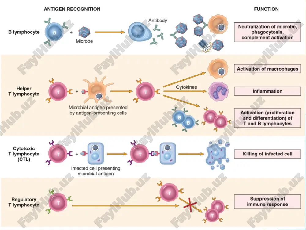 immune system pathology immun tizim patologiyasi - Page 5