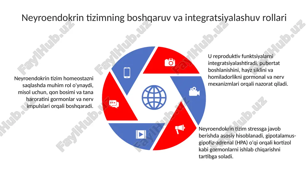 neyroendokrin tizimining struktur funksional tavsifi - Page 5