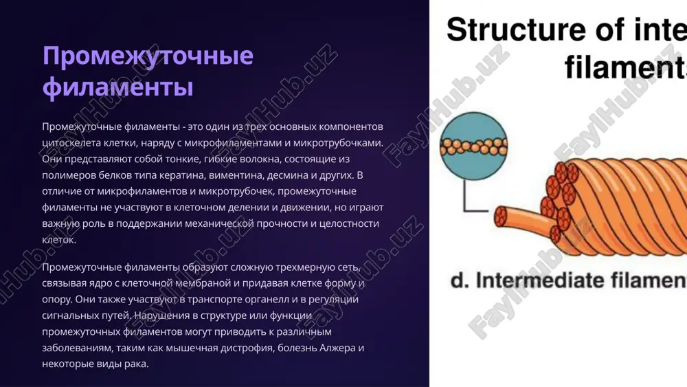 is. dinamicheskie izmeneniya v mikrotrubochkax i mikrofilamentax pozvolyayut kletke menyat formu, rasprostiratsya i peremeshatsya v otvet na vneshnie stimuli. eto kriticheski vajno dlya mnogix fiziologicheskix protsessov, vklyuchaya razvitie, zajivlenie ran i immunniy otvet. 8 dinamika tsitoskeleta 1 sborka i razborka tsitoskelet - eto dinamicheskaya struktura vnutri kletki, kotoraya postoyanno naxoditsya v protsesse sborki i razborki. mikrofilamenti, promejutochnie filamenti i mikrotrubochki neprerivno polimerizuyutsya i depolimeriziruyutsya v zavisimosti ot potrebnostey kletki. etot dinamicheskiy protsess pozvolyaet kletke bistro perestraivat svoyu vnutrennyuyu strukturu i prisposablivatsya k izmeneniyam v okrujayushey srede. 2 regulyatsiya polimerizatsii dinamika tsitoskeleta tshatelno reguliruetsya razlichnimi belkami i fermentami. naprimer, mnogie regulyatornie belki mogut svyazivatsya s monomerami aktina i tubulina, vliyaya na skorost ix polimerizatsii. krome togo, fermenti, takie kak atf-azi, mogut rassheplyat svyazi mejdu monomerami, vizivaya depolimerizatsiyu. etot slojniy mexanizm regulyatsii pozvolyaet kletke tochno kontrolirovat formu i funktsiyu tsitoskeleta v sootvetstvii s ee potrebnostyami. 3 svyaz s membranami komponenti tsitoskeleta, takie …