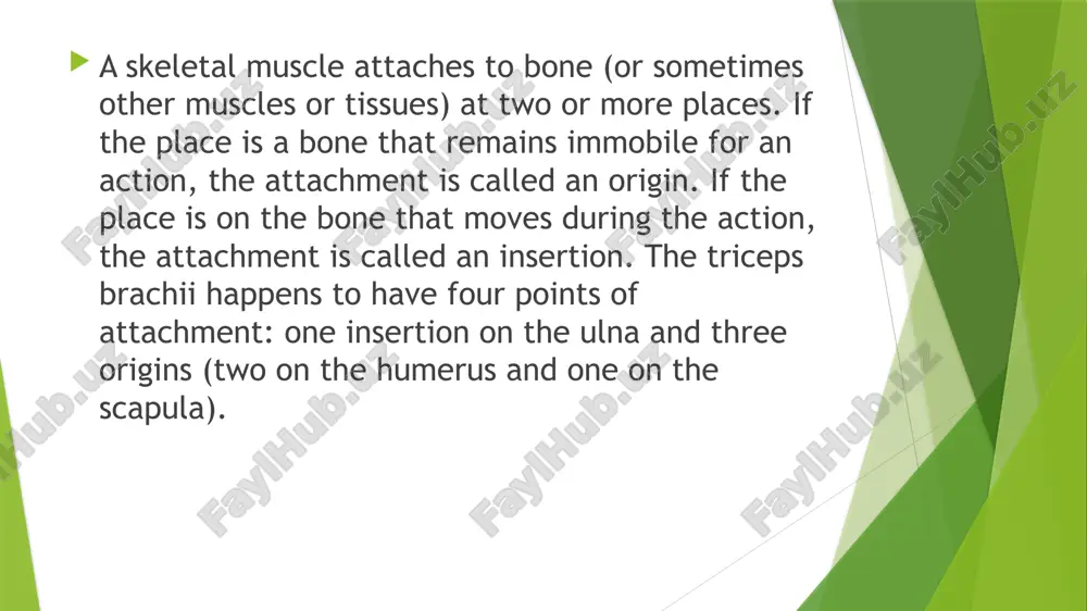 muscular system of a human being - Page 5