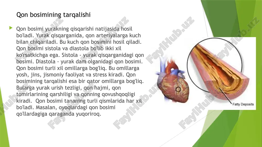 artereyalarning tarqalish qonuniyatlari - Page 5