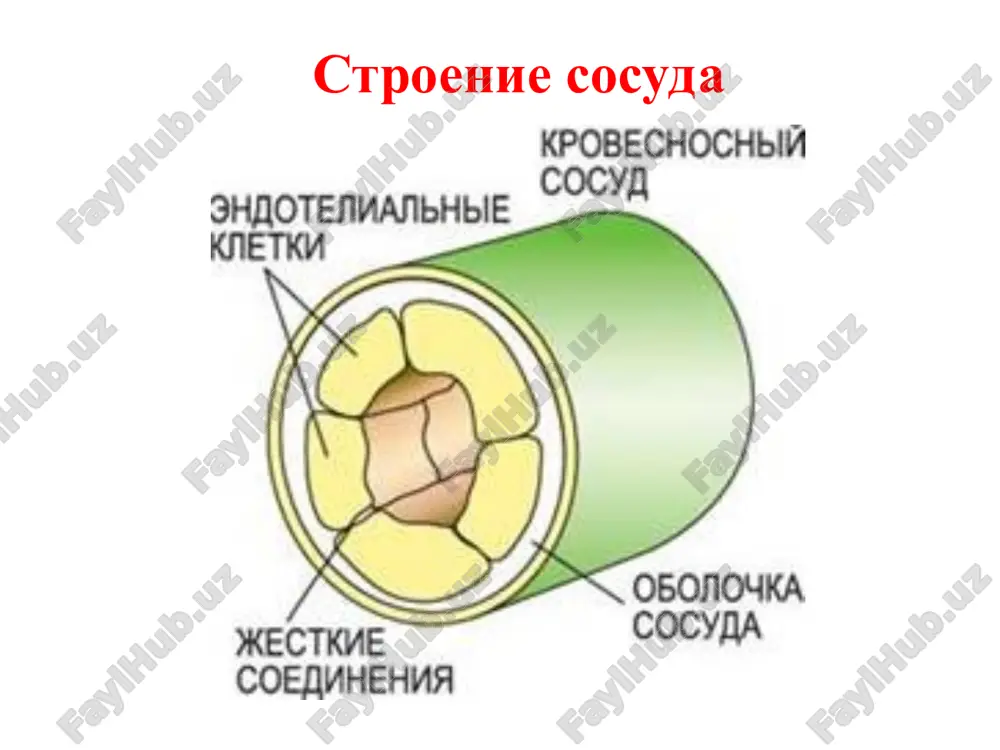 narusheno osvobojdenie granul 4. medikamentoznie vliyaniya medikamentoznaya trombotsitopatiya * ingibitori sinteza tromboksana a2 -steroidnie protivovospalitelnie preparati - nesteroidnie protivovospalitelnie preparati (aspirin blokiruet agregatsiyu trombotsitov na 4-6 dney) * stimulyatori obrazovaniya tsamf -papaverin -eufillin -anabolicheskie steroidi * antagonisti ionov sa -verapamil -korinfar vazopatiya gemorragicheskiy diatez obuslovlenniy funktsionalnoy i morfologicheskoy nepolnotsen-nostyu sosudistoy stenki - vrojdennaya - priobretennaya vrodjennaya vazopatiya bol. randyu-oslera (gemorragicheskaya teleangioektaziya) bol. fabri (diffuznaya angiokera-toma tulovisha) nasledstvenniy trombotsitopeni-cheskiy mikroangiomatoz prichina – nasledstvennoe narushenie razvitiya soedinitelnoy tkani, v t.ch. subendoteliya sosudov xarakteristika - ochagovoe istonchenie sosudov - rasshirenie prosveta mikrososudov - malo kollagenovix volokon v subendotelii - sosudi legko travmiruyutsya - slabaya adgeziya i agregatsiya trombotsitov vsledstvie defitsita kollagenovix volokon **priznaki – krovotecheniya nosovie, legochno-bronxialnie i jeludochno-kishechnie (bivayut smertelnie) vrojdennaya vazopatiya 1. idiopaticheskaya (sarkoma kaposhi) - etiologiya – neizvestna 2. zastoynaya (dermatit klottsa, dermatit favra-rakusho ) - etiologiya – xr.serdechnaya nedostatochnost, lokalnaya venoznaya nedostatochnost 3. distroficheskaya steroidnaya purpura - giperfunktsiya nadpochechnikov, …