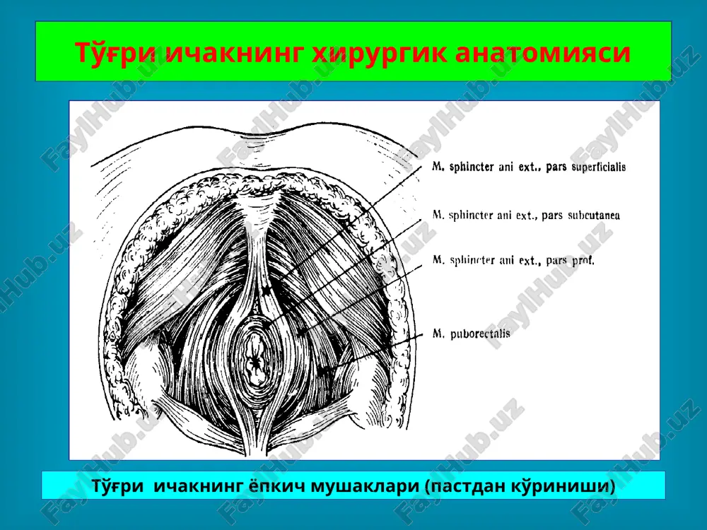 rks metodi buyicha bartaraf etish, oqma yo'lini teri tomonidan tsilindrsimon kesib olib tashlanadi. to'g'ri ichak tushishi to'g'ri ichakning tushishi deganda ichakning tashqariga orqa chiqaruv yo'li atrofiga chiqishi tushuniladi. qorin ichida bosimning oshishi (qabziyat, ich ketar, tug'ruk, yo'tal) ichak tushishiga sababchi hisoblanadi. dumba sohasi va bel-dumg'aza sohasining o'q otar qurollardan yaralanishi, maishiy shikastlar ham ichak tushishiga olib kelishi mumkin. to'g'ri ichak tushishi to'g'ri ichak tushishi va sfinkter etishmovchiligi to'liq - to'g'ri ichakning barcha qavatlari ag'dari-lib orqa chiqaruv teshigidan tushishi. noto'liq -to'g'ri ichak shilliq qavatining tushishi farq qilinadi (protsidentsiya). shilliq qavatining tushishi tushgan ichak shilliq kavatda o'tuvchi radial burmalar orqali engil aniqlanadi to'g'ri ichak tushishi eng oddiy davolash usuli bu - to'g'ri ichak atrofidagi mushaklarga yallig'-lanish chaqiruvchi dorilarni infil-tratsiyasi. to'g'ri ichak tushishi tushgan to'g'ri ichakni yig'ish va invaginatsiya yo'li bilan to'g'rilash sfinkter etishmovchiligi pickreil buyicha mushak plastikasi