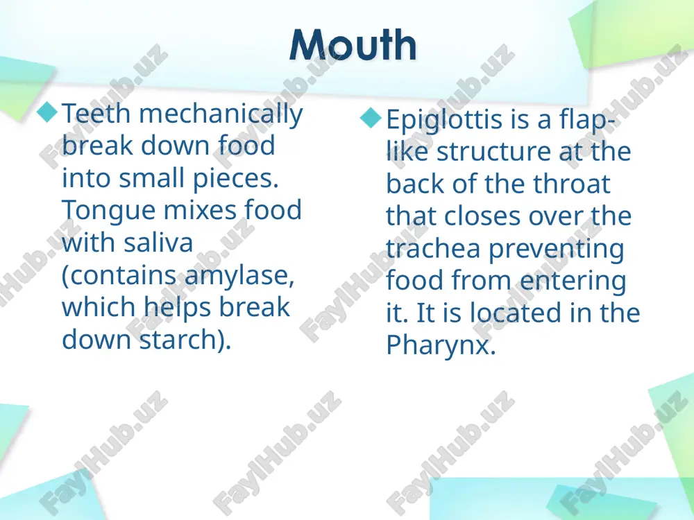 digestive system - Page 5