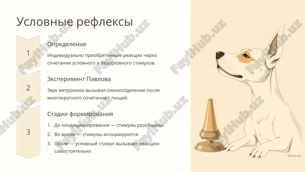безусловные и условные рефлексы - Page 5