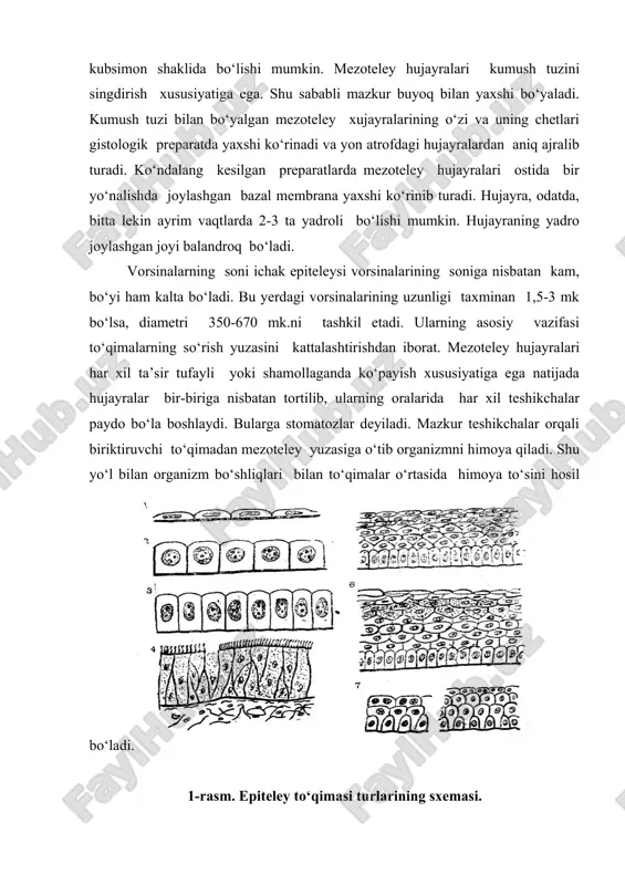i. epiteliy toʻqimasining maxsus strukturalari organizmning tarixiy rivojlanishi davrida turli fiziologik vazifalarni bajarishga moslashish nati-jasida hujayralar shaklini va ichki tuzilishini morfologik jihatdan unga muvofiq ravishda o’zgar-tiradi, deb yuqorida aytib o’tilgandi. bunday o’zga-rishlarni organizmning har xil qismlarida uchraydigan epiteliy hujayralaridan yaxshi ko’rish mumkin. bu hujayralarning ko’pchiligida turlicha maxsus stuktu-ralar hosil bo’lgan. bular hujayra sitoplazmasining tabaqalanishi natijasida paydo bo’lib, o’ziga xos fiziologik vazifalarni bajarishga moslashgan. epiteliy to’qimasi hujayralarida uchraydigan bunday maxsus strukturalarga: mikrovorsinkalar, kiprikchalar, xivchinlar, patsimon o’simtalar va tonofirillalar kiradi.mikrovorsinkalar-mayda sitoplazmatik o’simta bo’lib, hujayraning apikal qismi yuzasida joylashgan, shakli silindrsimon, uchi yumaloq, ya’ni gumbazsimon bo’ladi. har bir hujayrada bunday mikrovorsin-kalarning soni 1000 taga yaqin bo’ladi. ularni faqat elektron mikroskopda kuzatish mumkin. kiprikchalar tashqi ko’rinishidan mayda tukchalarga o’xshagan bo’lib, tebranuvchi epiteliy hujayralarining apikal qismi yuzasini qoplab turadi. ularning soni 250-300taga yetadi. kiprikchalar xuddi protoplazmatik o’simtalarga o’xshab, tashqi tomondan hujayra taga yetadi. kiprikchalar xuddi protoplazmatik o’simtalarga o’xshab, tashqi tomondan hujayra apikal qismidagi membrana bilan …