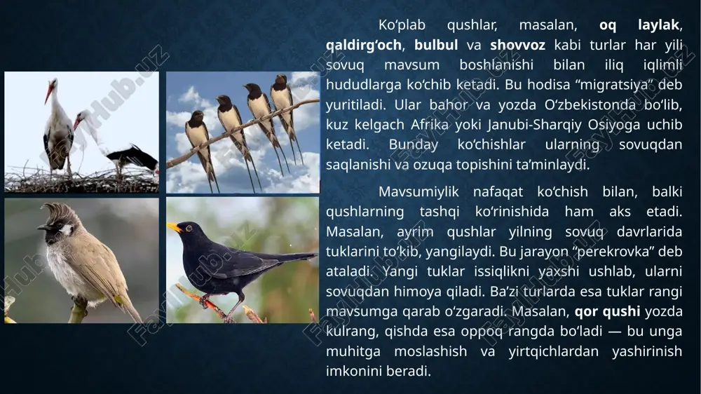 qo‘yadi. masalan, bulbul va mayna bahor kelishi bilan juftlashishga kirishadi va polaponlarini oziqa ko‘pligi davrida boqadi. yana bir muhim jihat — mavsumiylik qushlarning energiya sarfini muvozanatga keltirishda katta rol o‘ynaydi. qishda harorat pasayganda qushlar organizmi ko‘proq issiqlik ishlab chiqarishga harakat qiladi, bu esa ortiqcha energiya sarfini talab qiladi. bunday sharoitda ular yoki ko‘chib ketadi, yoki energiyani tejaydigan faoliyatga o‘tadi. ayrim turlar parhezini o‘zgartirib, oson topiladigan oziq manbalariga o‘tadi. masalan, zarangzor qushlari yozda hasharotlar bilan oziqlansa, qishda meva va urug‘larga o‘tadi. mavsumiylik qushlar hayotida biologik soat sifatida ham xizmat qiladi. tabiiy ritmlar ularning ichki gormon tizimiga ta’sir qiladi va qachon juftlashish, qachon migratsiya qilish yoki qachon tuk almashtirish kerakligini bildiradi. masalan, qor qushlari qishda oq rangli tuk chiqarib, qorli muhitda yashirinadi, bu esa ularga yirtqichlardan saqlanish imkonini beradi. ekologik nuqtai nazardan olganda, mavsumiylik qushlarning tabiatdagi muvozanatni saqlab turishdagi rolini kuchaytiradi. bahor va yoz oylarida qushlar hasharotlarni ko‘p miqdorda iste’mol qilib, ularning …