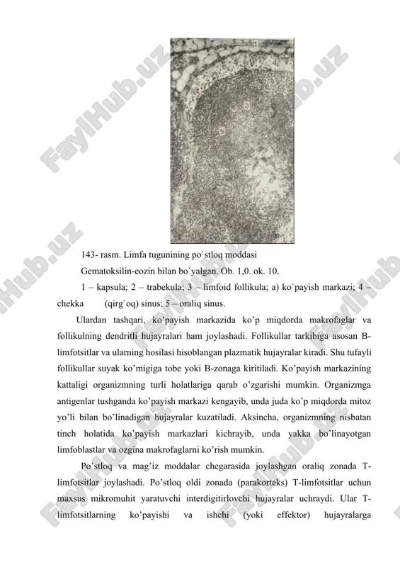 igi oquvchi sinuslarning devorini hosil qiladi. mag’iz moddada tasmalar tashqi tarafdan sinuslar bilan o’ralgan holda yotadi. tugundagi limfa harakati. tugunga limfa olib keluvchi tomirlar tugunning qabariq tomonidan kirib, u dastlab chekka yoki kapsula osti sinuslariga (sinus subcapsularis) quyiladi. bu sinuslar tugun kapsulasi va follikullar orasida joylashgan bo’ladi. ularning tashqi devorini hosil qiluvchi endoteliy hujayralari bazal membranada yotib, tuzilishi jihatdan limfa tomirlarining endoteliy hujayralaridan deyarli farqlanmaydi. sinuslarning follikullarni qoplab turuvchi ichki devorida esa endoteliyga o’xshash yassilashgan retikulyar hujayralar bo’lib, ularning orasida yoriqlar ko’rinadi, lekin bazal membrana bu yerda bo’lmaydi. endoteliy hujayralari orasidagi yoriqlar orqali tugunda hosil bo’lgan yangi limfotsitlar limfaga tushishi yoki aksincha, limfa suyuqligidan tugunga o’tishi mumkin. limfa chekka sinuslardan oraliq cinuslarga yoki follikullar va trabekulalar orasida joylashgan sinuslarga (sinus corticalis perinodularis) o’tadi. ulardan limfa suyuqligi mag’iz moddaga o’tib, bu yerdagi mag’iz tasmalar va trabekulalar orasidagi mag’iz sinuslarga (sinus medullaris) quyiladi. shuni ta’kidlash kerakki, oraliq va mag’iz sinuslarning devoir yuqorida …