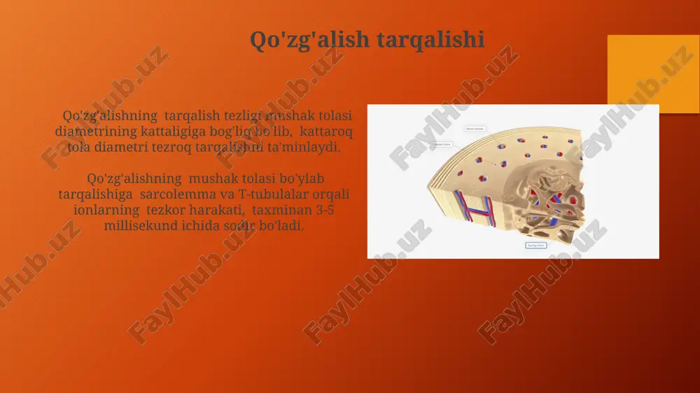 mushak qisqarish mexanizmining morfologik asoslari - Page 5