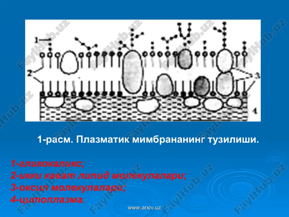эукариотлар - Page 5