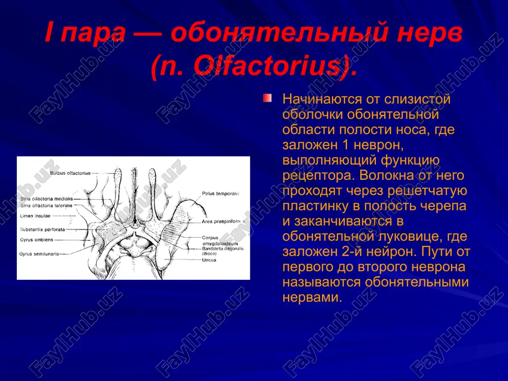 halmicus тройничного нерва. iii пара — глазодвигательный нерв (n. оculomotorius). iv пара — блоковый нерв (n. trochlearis). vi пара — отводящий нерв (n. аbducens). процессы вызывающие поражение в.г.щ. опухоль (невриномы). воспаление (синус-тромбоз). аневризмы. клинические проявления офтальмоплегия (паралич всех мышц отвечающих за движение глазного яблока). птоз. анестезия кожи лба. мидриаз. черепные нервы федянин с.а. к.м.н. vii пара — лицевой нерв (n. facialis). первый неврон находится в коре головного мозга в прецентральной извилине. волокна от первого неврона проходят через колено внутренней капсулы и совершают перекрест, причем пути идущие к части ядра иннервирующего мышцы верхней половины лица совершают частичный перекрест, а волокна идущие к части ядра иннервирующего нижнюю части лица перекрещиваются полностью. vii пара — лицевой нерв (n. facialis). ядро лицевого нерва расположено в в мосту. нерв после отхождения из мозга вступает во внутренний слуховой проход и выходит из полости черепа через шилососцевидное отверстие, прободает околоушную железу и иннервирует все мимические мышцы. vii …