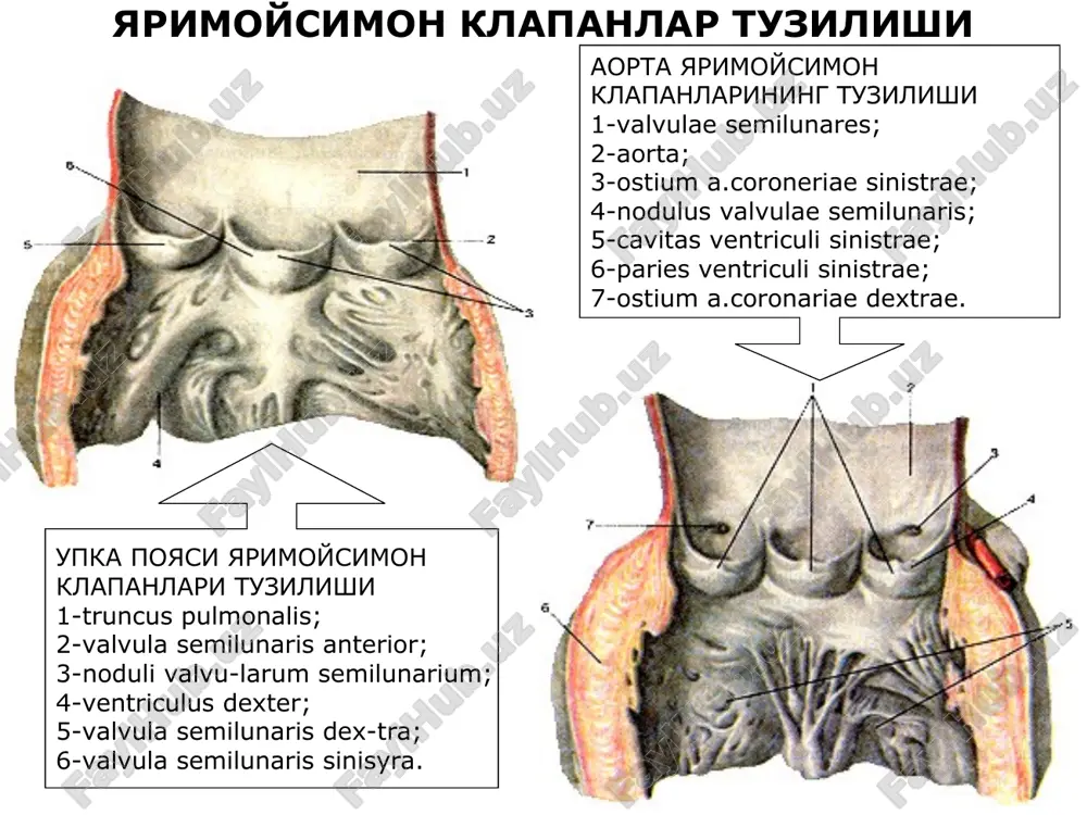 юрак анатомияси - Page 5