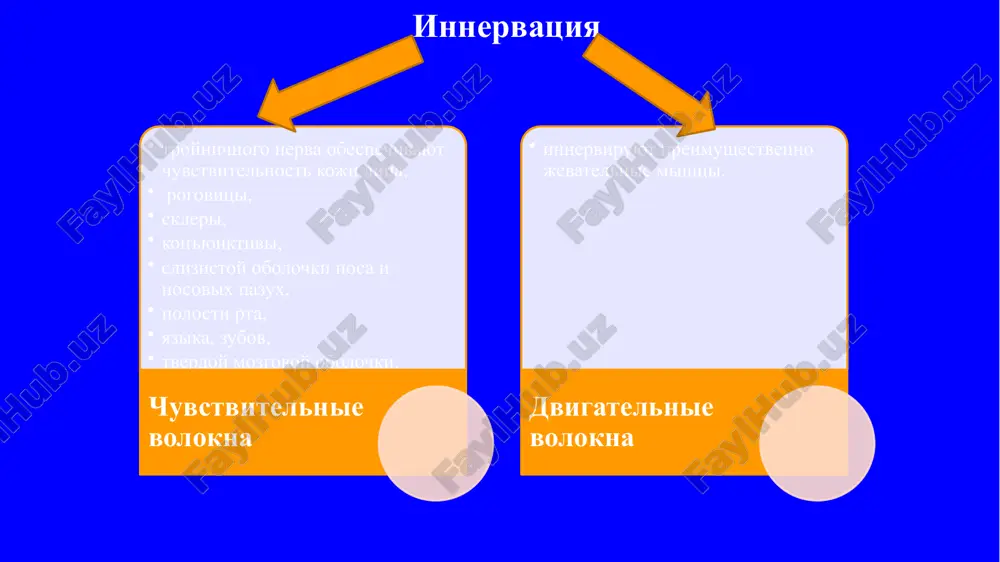 (триггерные) зоны: имеются на лице, слизистых полости рта; провокация приступов: раздражение курковых зон (прикосновение к лицу, бритье); диагностика исследование функции тройничного нерва состоит в проверке чувстви­тельности в участках, которые он иннервирует (главным образом, на лице), а также в способности больного жевать и напрягать жевательные мышцы. сначала расспрашивают больного, не беспокоит ли его боль в каком-нибудь участке лица. осматривая больного, проверяют, нет ли у него атрофии жева­тельных мышц, болезненности при пальпации точек выхода веточек тройнич­ного нерва, надавливая на них пальцем. диагностика для проверки функции жевательных мышц просят больного сжать зубы и выполнить жевательные движения. врач при этом прижимает пальцами же­вательные мышцы больного, проверяя их напряжение и движение. далее про­сят больного открыть рот и смотрят, не отклоняется ли челюсть в сторону. диагностика для исследования чувствительности касаются иголкой, ваткой и пробирками с холодной и теплой водой кожи лица симметрично с каждой стороны в зонах иннервации ветвей тройничного нерва. проверяют также болевую, температурную и …