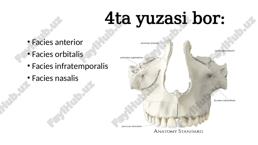 yuz suyaklari (cranium viscerale) - Page 5