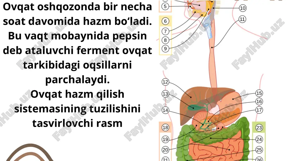 vitaminlari, magniy, kaliy, foliy kislotasi). quritilgan mevalar va yong’oqlar (vitaminlar, yog’ kislotalari, oqsil). parranda go’shti (oqsil, aminokislotalar, a, b, e vitaminlari). baliq va dengiz mahsulotlari (oqsil, polito’yinmagan kislotalar, d, e, b12 vitaminlari, kaltsiy, fosfor). sut mahsulotlari: smetana, tvorog, qatiq (kaltsiy, oqsil, aminokislotalar, d, a, b12 vitaminlari, uglevodlar). ko’k choy (vitaminlar, minerallar, polifenollar). sovuq siquv usulida olingan o’simlik moylari (fosfolipidlar, linolein va boshqa polito’yinmagan kislotalar, a, d, e vitaminlari). asal (vitaminlar, minerallar, glyukoza, fruktoza, fitonsidlar, tez hazm bo’luvchi uglevodlar). donli non (kletchatka, fermentlar, aminokislotalar). e'tiboringiz uchun rahmat!