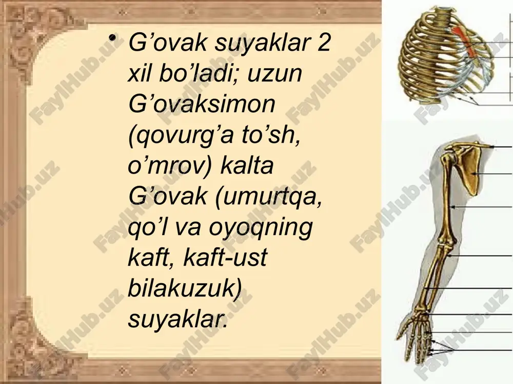 suyaklar tuzilishi - Page 5