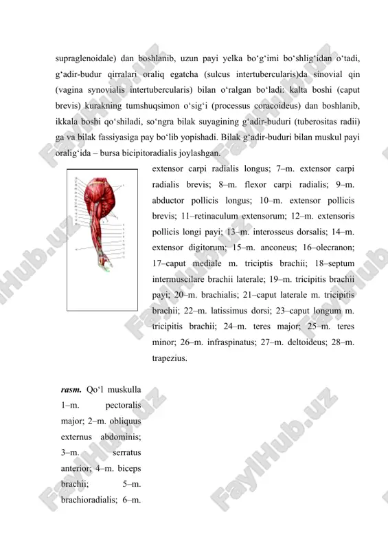 yagining pastki qismidagi lateral g‘adir-budur tepacha (epicondylus lateralis) va lig. collaterale radiale dan boshlanib, tirsak suyagining orqa yuzasiga yopishadi. f u n k s i y a s i. bilakni yozadi, tirsak bo‘g‘imi kapsulasini tortib, uni suyaklar oralig‘ida siqilib qolishdan saqlaydi. i n n e r v a t s i y a s i: n. radialis (cvi–vii) dan. q o n t o m i r l a r i: a. interossea recurrens. uning uzun boshi (caput longum) kurak suyagi bo‘g‘im yuzasi ostidagi g‘adir-budur (tuberculum infraglenoidale) dan, lateral boshi (caput laterale) yelka suyagining orqa yuzasi lateral qismidan, medial boshi (caput mediale) yelka suyagining orqa yuzasi medial qismi sulcus n. radialis ning pastrog‘idan boshlanib, tirsak suyagining tirsak o‘sig‘i (olecranon) va tirsak bo‘g‘imining xaltachasiga birlashadi. muskul payi bilan tirsak o‘sig‘i orasida – bursa olecrani (sinovial xalta) joylashgan. f u n k s i y a s i. bukilgan bilakni yozadi. muskulning …