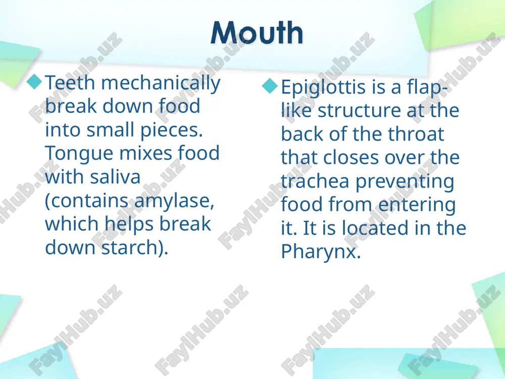 digestive system - Page 5