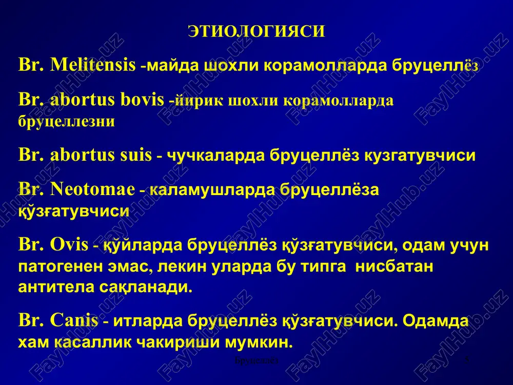 патоморфологик ўзгаришлар генезида асосий роль касб этади. иммунитет кўтарилган сари бруцеллалар лимфогемопоэз аъзолари: жигар, талоқ, лимфа тугунлари, суяк кўмигида фиксацияланади. кейинчалик бу бруцеллаларнинг тақдири турлича бўлади: бир қисми организмдан ташқи муҳитга чиқарилади, бир қисми ҳимоя механизмлари таъсирида нобуд бўлади, бир қисми организмнинг ифодаланган жавоб реакциясини чақирмай бир неча ойлар давомида кўрсатилган аъзоларда сақланиб, ўз ҳаёт-фаолиятини ҳам сақлаб қолади. қулай шароит юзага келганида (толиқиш, совуқ қотиш, манфий эмоциялар, интеркуррент касалликлар қўшилиши ва б.) организмда мавжуд бўлган бруцеллалар фаоллашади. бунда уларнинг қайтадан қон оқимига чиқиши, сўнгра турли азо ва тўқималарда қайта фиксацияланиши, клиник симптомларнинг яна юзага келиши содир бўлади – касаллик рецидиви ривожланади. кўпинча эпидемик ўчоқларда ўрин тутадиган суперинфекция бруцеллёз авжланиши, рецидиви ва сурункали шаклга ўтишига олиб келувчи қўшимча омил бўлиб ҳисобланади. шундай қилиб касалликнинг узоқ (3-3,5 йил) тўлқинсимон, рецидив ва ремиссияларнинг алишиб туриши билан кечиши бруцеллёзнинг характерли ҳусусияти ҳисобланади. бруцеллёз бруцеллёз * патологик анатомияси. бруцеллёзда патоморфологик ўзгаришлар полиморф. улар турли аъзо …