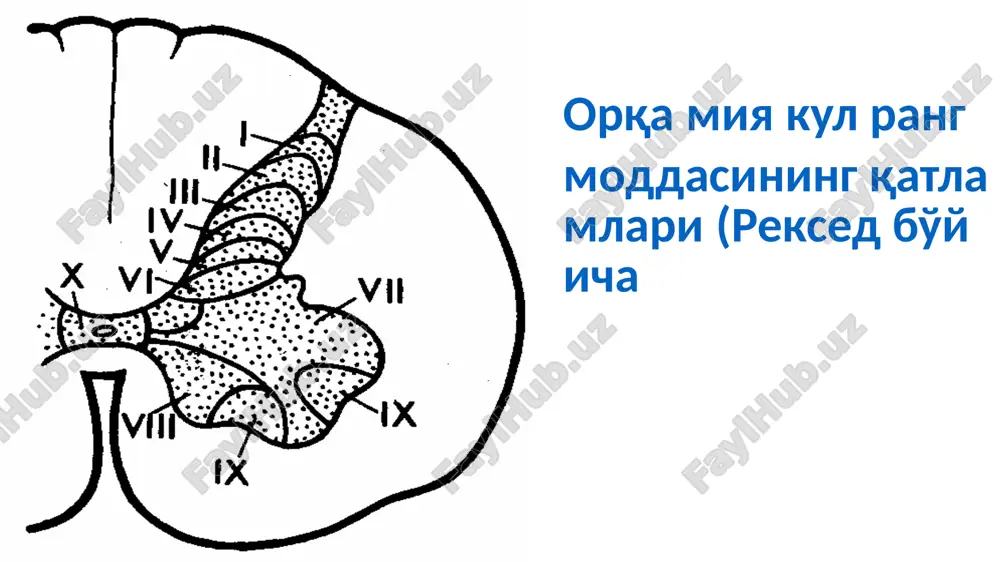 вчи йўллар орқа мия устунлари физиологик аҳамияти а. кўтарилувчи (сезувчи) йўллар 1. ингичка тутам (голл тутами) дорсал тактил сезувчанлик, тана ҳолати ва пассив ҳаракатларини сезиш 2. понасимон (бурдах) тутами --/-- --/-- 3. дорсолатерал йўл ён оғриқ ва ҳарорат сезувчанлиги йўллари 4. дорсал спинал-церебелляр йўл (флексиг тутами) --/-- мушак, пай ва бойламлар проприоцептор-ларидан импульслар; теридан босим ва тегиниш сезувчанлиги 5. вентрал спинал-церебелляр йўл (говерс тутами) --/-- --/-- 6. таламик йўл --/-- оғриқ ва ҳарорат сезувчанлиги 7. спинал-тектал йўл --/-- кўзни ҳаракатлантирувчи рефлекслар ва оғриқ сенсор йўллари вентрал тактил сезувчанлик орқа мия оқ моддасидаги асосий кўтарилувчи йўллар жойлашуви: 1 - ингичка тутам (голл), 2 - понасимон тутам (бурдах), 3 -дорсолатеральный, 4 - дорсал спино-церебелляр, 5 -вентрал спино-церебелляр (говерс), 6 -дорсал спино-таламик. б. тушувчи ўтказувчи йўллар 1. латерал кортико-спинал (пирамидал) йўл ён скелет мушакларга импульслар. ихтиёрий ҳаракатлар 2. рубро-спинал (монакова) йўл --/-- скелет мушаклар тонусини қўллаб-қувватловчи импульслар 3. оливоспинал (гельвёг) йўл --/-- функцияси …