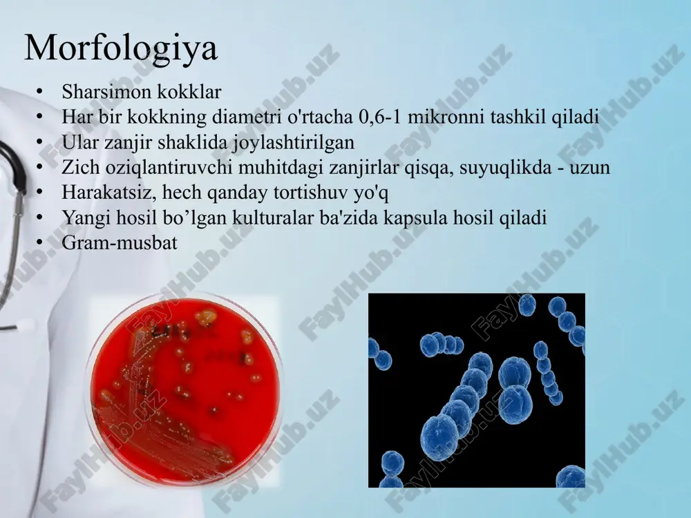 oziq-ovqat; toza havodan maksimal foydalanish; ratsional jismoniy tarbiya va sport; uylarda, maktabgacha ta'lim muassasalarida, maktablarda, kollejlarda, oliy o'quv yurtlarida, davlat muassasalarida odamlarning haddan tashqari ko'pligiga qarshi kurash; guruhlarning, ayniqsa bolalarning streptokok infektsiyasi ehtimolini kamaytiradigan sanitariya -gigiyenik chora -tadbirlar kompleksini o'tkazish. 2. halqumdagi qaytalanuvchi streptokokk infeksiyasini o’z vaqtida davolash: tonzillit (tomoq og'rig'i) va faringit/ penitsillin preparatlari (amoksitsillin, penitsillin, fenoksimetilpenitsillin). sefadroksil – oral sefalosporinlar 1-avlod β –laktam antibiotiklarni ko’tara olmaganda makrolidlar buyuriladi (spiramitsin, azitromitsin, roksitromitsin, klaritromitsin, midekamitsin) antibiotik-linkozamidlar (linkomitsin, klindamitsin) tonzillitda faqat β –laktam va makrolidlarni ko’tara olmaslik holatlari kuzatilgandagina buyuriladi... surunkali takroriy tonzillitda ingibitorlovchi xususiyatga ega penitsillinlar (amoksitsillin/klavulanat) yoki oral sefalosporinlar 2 -avlod (sefuroksim), β -laktam antibiotiklarni ko’tara olmaslik holatlarida - linkozamidlar... takroriy hujumlarning va kasallikning rivojlanishini oldini olishga qaratilgan yil davomida uzoq ta’sirli penitsillin buyurish (benzatin benzilpenitsillin) bitsillin-5 (har 4 haftada bir marta 1,2 mln/tb) ekstensilin (har 3 haftada bir marta 1,2 mln/tb) davomiyligi karditsiz o’ri bo'lganlar uchun (artrit, xorea) …