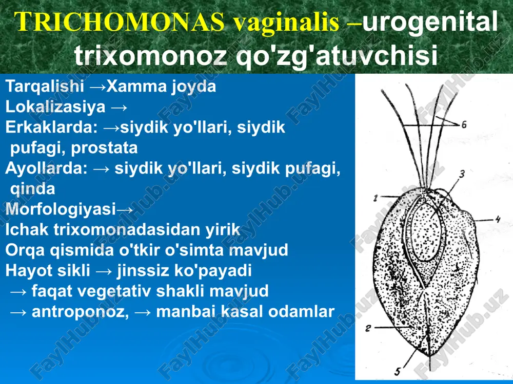 tibbiy parazitologiya - Page 5