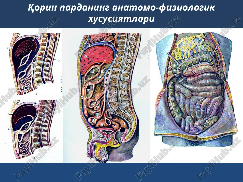 зм ва атонияси мавжудлиги; 4) анемия, ретикулез, базофиллар ошиши; 5) пешобда порфирин ва свинец; уткир гепатомегалия – уткир унг коринча етишмовчилигида (глиссон кобигининг тортилиши). белгилари: юрак чегарасининг кенгайиши; тахикардия, аритмия, шовкин мавжудлиги, pl дефицити, хансираш, упкада майда пуфакчали хириллашлар. дигитализация. текширув усуллари: анамнез (хеч кимга ишонма, хамма нарса хакида сура); физикал текширув усуллари: беморнинг умумий ахволи; коринни куздан кечириш; пайпаслаш; перкуссия; аускультация; тугри ичакни бармок билан текшириш, вагинал текшириш; лаборатор текширувлар: кон умумий тахлили; пешоб умумий тахлили; кон биокимёвий тахлили ва б.; инструментал текширувлар рентгенологик текширишлар (обзор рентгеноскопия, графия, урография, ирригоскопия ва б.); узт; эндоскопик текширишлар (эгдфс, ректороманоскопия, колоноскопия, рхпг ва бошқалар); экг; лапароскопик текшириш; компьютер томография? тезкор ангиография. коринда уткир огрик мавжуд булганда шифокор бериши шарт булганлар саволлар: огрик: жойлашуви, иррадиацияси, тавсифи, давомийлиги, жадаллиги, пайдо булган вакти, нимага богликлиги, кузгатувчи ва енгиллаштирувчи омиллар. кайт (кусиш) тавсифи. ич келиши тавсифи. бемор озганми. хушдан кетиш ёки коллапс кузатилганми. утказган касалликлари. гинекологик …