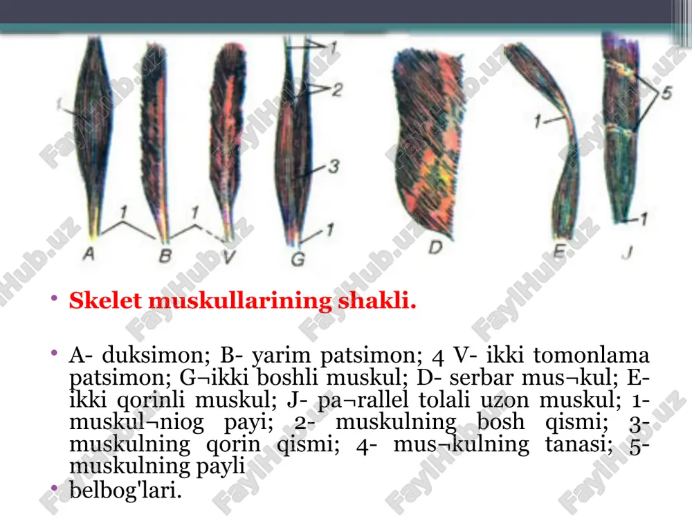 h harakatini bajaradi. www.arxiv.uz sonning orqa tomonida sonning ikki boshli, yarim pay, yarim pardasimon muskullari joylashgan. vlar chanoq bo'g'imini yozishda, tizza bo'g'imini bukishda ishtirok etadi. boldirning oldingi yuzasida katta boldirning oldingi muskuli, 2-5-barmoqlarni yozuvchi uzun muskul, bosh barmoqni yozuv¬chi uzun muskullar bo'lib, ular oyoq-panja bo'g'imlarida yozish harakatlarini bajaradi. boldirning orqa yuzasidagi uch boshli, tizza osti, katta boldirning orqa yuzasidagi bosh barmoqni bukuvchi uzun, 2-5-barmoqlarni bukuvchi uzun muskullar, oyoq-panja bo'g'imlarida bukish harakatlarini bajaradi. boldirning yon tomo¬nida kichik boldirning uzun va kalta muskullari joylashgan. www.arxiv.uz image2.jpeg image3.jpeg image4.jpeg image5.jpeg