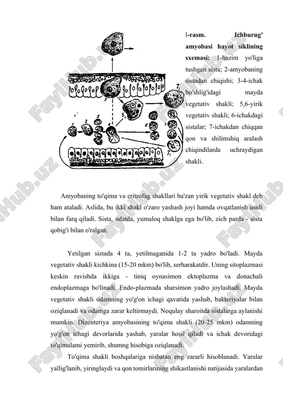 tijasida yaralardan qon oqadi. gematofag yoki eritrofag shakllari odatda yaralarga yaqin joylarda topilib, eritrotsitlar bilan fagotsitoz holida oziqlanadi. dizenteriya amyobasining mayda vegetativ shakli asosiy shakli hisoblanadi. chunki u ko'payib, to'qima shakliga - eritrofagga va sistaga aylanadi. sistalar xo'jayin axlati bilan birga tashqariga chiqib turadi. sistalar tashqi muhitga chidamli bo'lib, hatto, xlorlangan suvda ham halok bo'lmaydi. bir qancha dizenfeksiyalovchi moddalar ta'siriga ham chidamli bo'ladi. dizenteriya amyobasining sistalarida 4 ta yadro bo'ladi. sistalar bilan ifloslangan suv, sabzavot va mevalar iste'mol qilinganda, parazitlar odamning oshqozon-ichak sistemasiga tushadi. ichakda har bir sistadan 4 ta mayda vegetativ shakl paydo bo'ladi. so'ngra ular mitoz yo'li bilan bo'linib, soni ikki hissa oshadi. ichagida amyobaning faqat mayda vegetativ shakli bo'lgan odamlar odatda sog'lom bo'lib qolaveradi. organizm zaiflashganda amyobalar boshqa patogen shakliga, ya'ni to'qima shakliga aylanadi. to'qima shakli o'zidan proteolistik ferment ajratib, ichak devorida yaralar bo'lishiga olib keladi. yaralardan qon oqadi, shu sababli bemorlarning axlatida qon bo'lishi kuzatiladi. odatda, …