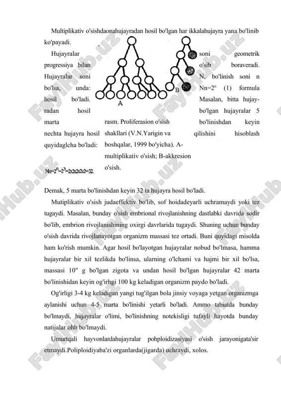 marta bo'linishdan keyin nechta hujayra hosil bo'lishini hisoblash quyidagicha bo'ladi: nn=2n=2x5=10. demak, 5 marta bo'linishdan keyin 10 ta hujayra hosil bo'ladi. hujayralar o'sishining bu turi organizm kambial va differensial zonalarga bo'linishi bilan bog'liq. hujayralar kambial zonadan differensial zonaga o'tadi va zonalar o'rtasidagi o'lchamni saqlaydi. bunday o'sish hujayralar almashinuvi sodir bo'ladigan organlarga xosdir. ko'plab organizmlar embrional va postembrional rivojlanishining dastlabki davrlaridamultiplikativ o'sish sodir bo'ladlakkresion o'sish butun hayoti davomida doimiy o'sadigan yoki xujayralari almashib turadigan organlarda sodir bo'ladi. akkresion o'sish eritroid, ichaklarning shilliq qavati, nafas olish yo'llari va boshqa organlar hujayralarida uchraydi. bunda hujayra ko'payish zonasidan yetilib chiqib malum darajada differensiallashadi va o'ladi, keyin yo'qolib ketadi. shuningdek, hujayralar ko'payish zonasidan yetilib, o'ladi va tish, cnig'anoq, shox va boshqa ko'rinishda saqlanib qoladi. ayni paytda o'sish hodisasini ko'proq matematik usulda tushuntirish qulayroq bo'lib qolmoqda. chunki o'sish ontogenez jarayonida bir xil va deyarh doimiy davom etadigan jarayon hisoblanadi. ikkinchi tomondan, bu sohadagi tadqiqotlardan ma'lum bo'ldiki, …
