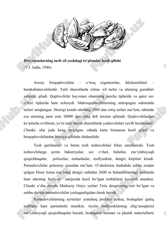 lumotlar kam. u kо‘pincha mexanik usul bilan birga amalaga oshadi. bulut clione ohakli substratni amebotsitlar yordamida yemiradi. ular о‘zlaridan kalsiy angidridni yemiruvchi modda ajratib chiqaradi. chuqurchalarga dastlab xujayralarning о‘simtalari, sо‘ngra tо‘liq xujayralar kiradi. bulutlar chig‘onoqlarni parmalaydi hamda ohakli substratlarni va ularning ustini yemiradi. mshankalar penetrantia fosfor kislotasini ajratib chiqaradi. suv о‘tlari ham ohaklarni eritish uchun fosfor kislotasini ishlab chiqib, ohakni ishqorga aylantiradi. pholas, zirphaea, petricola mollyusklar avlodlari tishchalar bilan qoplangan bо‘lib, inlarida aylanganda, ular yordamida devorni parmalaydi. pholas lichinkalari substrat tanlash xususiyatiga ega, bundan tashqari unga joylashganda о‘z tur zotlarining о‘rnashishiga ijobiy ta’sir kо‘rsatadi. foladidlarning chig‘anoqlari mustahkam, murakkab skulturali, tishchali qovurg‘alar bilan qoplangan. chig‘anoqlarining oxirgi mushaklari qaychi mushaklari bilan maxsus ichki о‘simta – apofizga biriktirilgan. oldingi mushak orqasidagiga nisbatan perpendikulyar qisqaradi, bu о‘z navbatida chig‘anoqlarning murakkab harakatlanishiga imkon yaratib, mollyusklar jinsni parmalashiga yо‘l qо‘yadi. ish davomida mollyuska oyoqlarini uyasiga mahkamlaydi. ayrim foladidlar, masalan qora dengizda hayot kechiruvchi p. dactylus, nur …