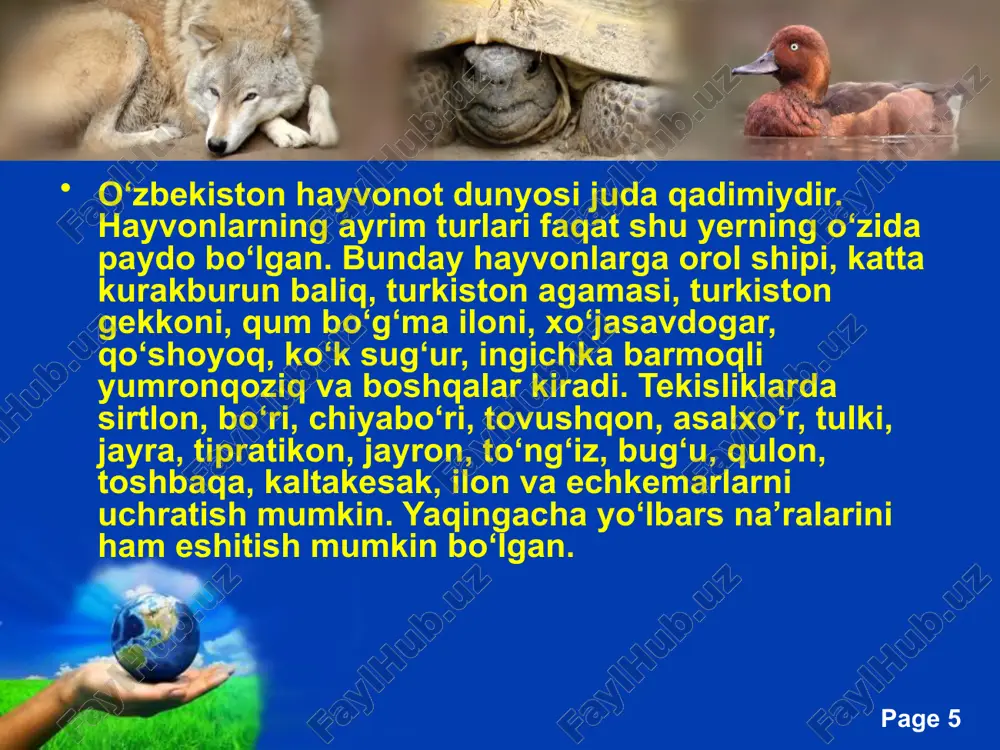 ich hayvonlar o`rmondagi zararkunanda hasharotlarni ko`plab kiradi. masalan: bo`rsiq bir so`tkada 500 tagacha may qo`nizining lichinkasini eydi. demak, har qanday hayvon turi inson uchun bevosita yoki bilvosita ahamiyatga ega bo`lganligi uchun ularni qirib yuborishga chek qo`yish kerak. www.arxiv.uz free powerpoint templates page ‹#› www.arxiv.uz free powerpoint templates page ‹#› hayvonlarning tarqalishi va yashash muhiti. hayvonlar yer yuzining hamma joyida tarqalgan. ularni barcha qit`alar va orollarda, suv havzalarida va tuproqda uchratish mumkin. hayvonlar juda xilma-xilligi bilan boshqa organizmlardan ajralib turadi. agar yer yiizida 500 mingga yaqin o`simlik turi ma`lum bo`lsa, hayvonlar turi 2,5 mln ga yetadi. hayvonlar ham boshqa tirik organizmlar singari oziqlanadi, nafas oladi, o`sadi va ko`payadi. ularning hayoti uchun ham oziq moddalar, havo, muayyan harorat va namlik zarur. hayvonlar hayot kechiradigan joyning tuprog`i, namligi, harorati, yorug`ligi, o`simliklari, hayvonlari, ya`ni tirik va notirik tabiatning barcha tarkibiy qismlari yashash muhitini hosil qiladi. hayvonlarning tuzilishi, xatti-harakati va hayot kechirish xususiyatlari tashqi muhitning …