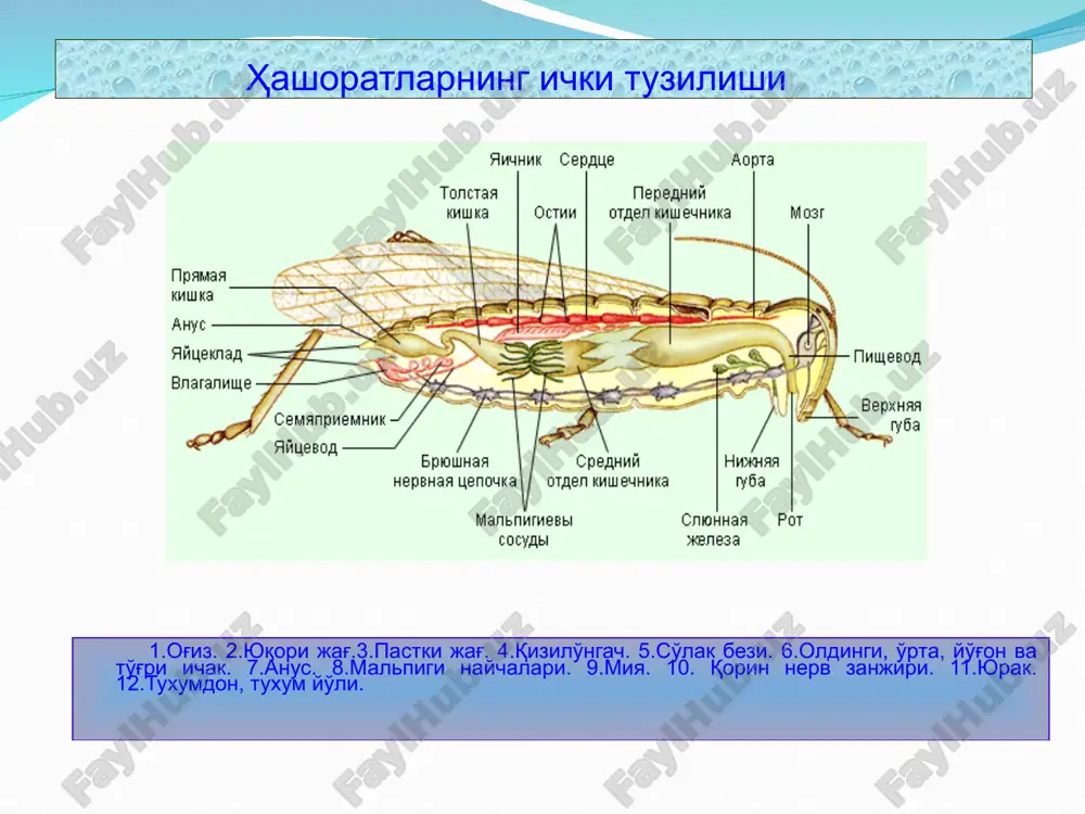 ҳашаротлар (insecta) синфи - Page 5
