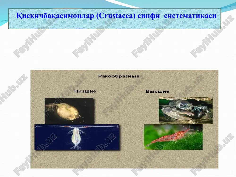 бўғимоёқлилар ( artuhropoda) типи - Page 5