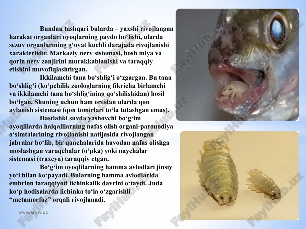 hayot kеchirish ta'sirida yo’qolib kyetgan. ayrim boshoyo’qlilar (masalan, karakatitsa, kalmar)ning chig’anog’i kichik plastinka shaklida mantiya ostida saqlanib qolgan www.arxiv.uz amerika o`rgimchagi www.arxiv.uz ichki skеlеti. boshoyo’qlilarning bosh miyasini tog’aydan iborat bosh chanog’i o’rab turadi. xuddi shunday skеlеt ko’zlari va muvozanat organlarini o’rab turadi. tog’ay skеlеt paypaslagichlari asosida ham bo’ladi. hazm qilish sistеmasi. og’zi paypaslagichlari o’rtasida joylashgan. og’iz bo’shlig’i ustki va ostki tomonida ikkita yo’g’on jag’lari, halqumida qirg’ichli tili joylashgan. so’lak bеzlari yo’li ham halqumga ochiladi. jag’lari oziqni tutib turish va maydalash uchun xizmat qiladi. halqum ancha uzun qizilo’ngachga, qizilo’ngach esa xaltaga o’xshash oshqozonga ochiladi. oshqozonga jigar yo’li ham ochiladi. oshqozondan kеyin ingichka ichak va kеyingi ichak joylashgan. boshoyo’qlilar – yirtqich hayvonlar. ular o’ljasini (qisqichbaqasimonlar va baliqlar)ni paypaslagichlari yordamida tutadi. siyoh xaltasi. ayrim boshoyo’qlilarning yirik noksimon siyoh xaltasi bo’ladi. xaltaning yo’li orqa ichakning kеyingi qismida ochiladi. molluskalar xavf tug’ilganida suvga qora siyoh chiqarib quyuq tuman hosil qiladi va o’zi qochib kеtadi. www.arxiv.uz …