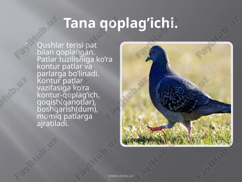 ko’k kaptarning tashqi va ichki tuzilishi, skeleti va muskullari - Page 5