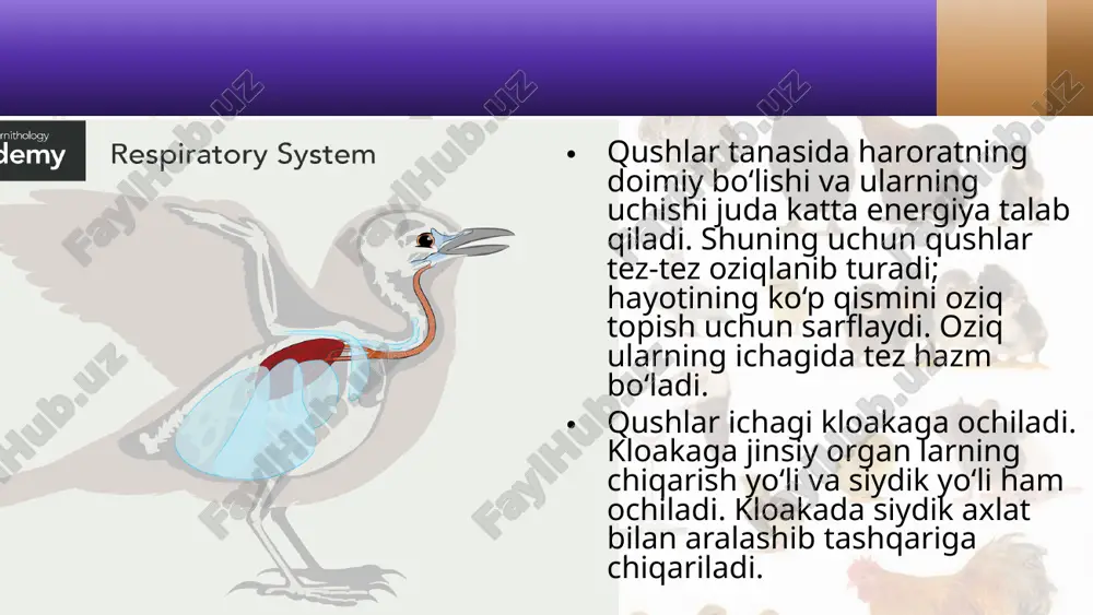 qushlarning ichki tuzilishi va sezgi organlari. 7- sinf - Page 5