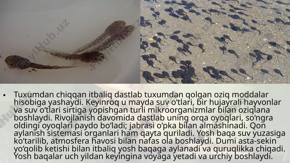 suvda hamda quruqlikda yashovchilarning ko‘payishi, rivojlanishi va xilma-xilligi. 7- sinf - Page 5